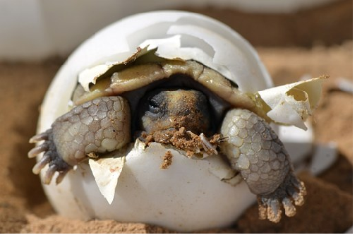 亀 子ガメが生まれる卵 子ガメが生まれない卵 違い