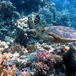 ハワイや宮古島で見られる海亀が見られる時期は？