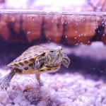 亀を水槽で飼育するときの要点と成長に伴う注意点