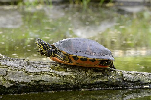 亀の性別~クサガメ~ | カメ専門ブログ〜飼育・生態・寿命など〜