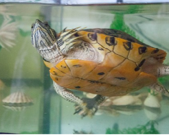 カメ 飼育 水槽 保温