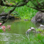 日本の亀の種類と、その見分け方