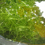 ミシシッピニオイガメの水槽飼育に水草は何がいい？水草を食べる？